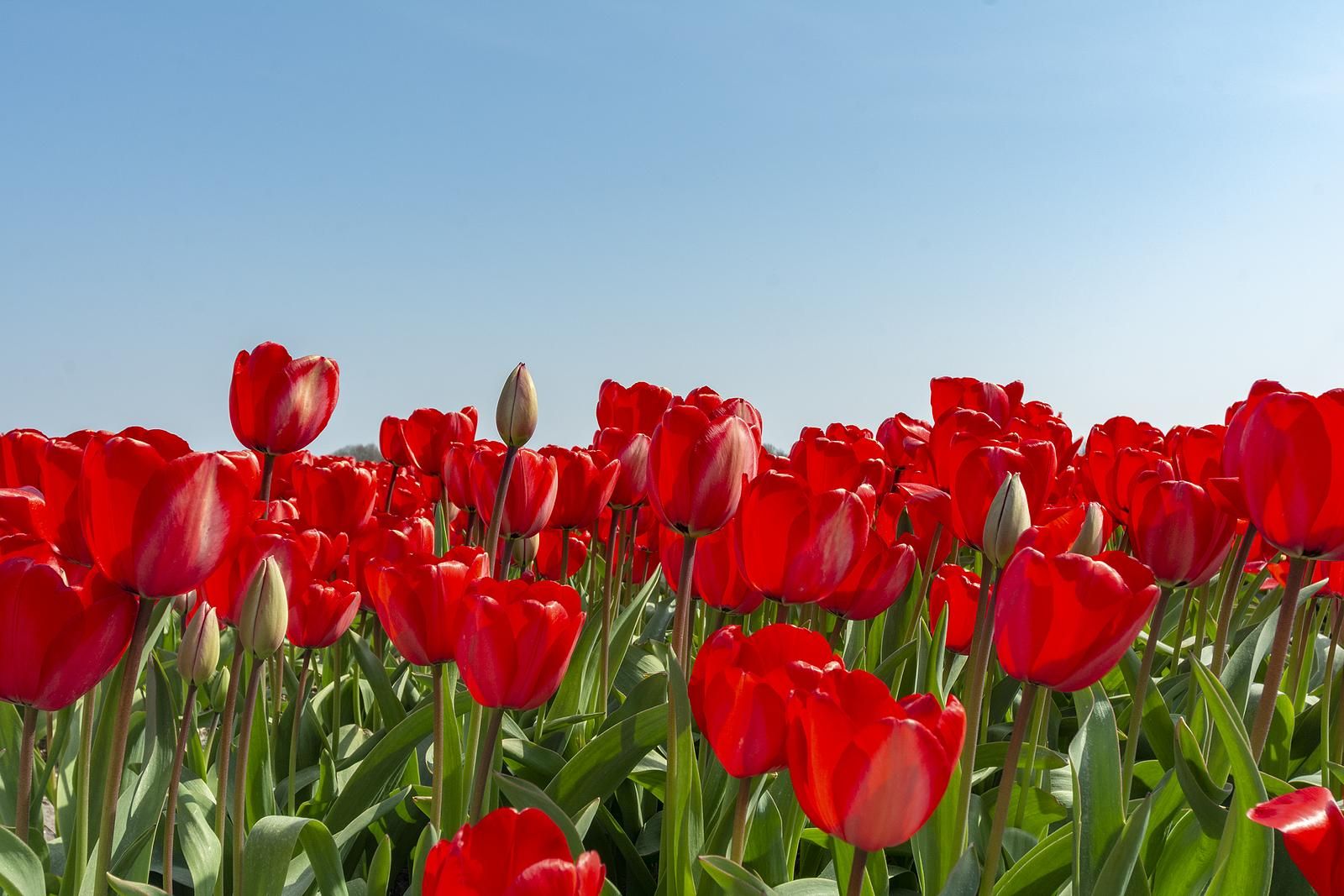 Verblijf 4504266 - Vakantiewoning Noordzeekust - Callantsduyne 21