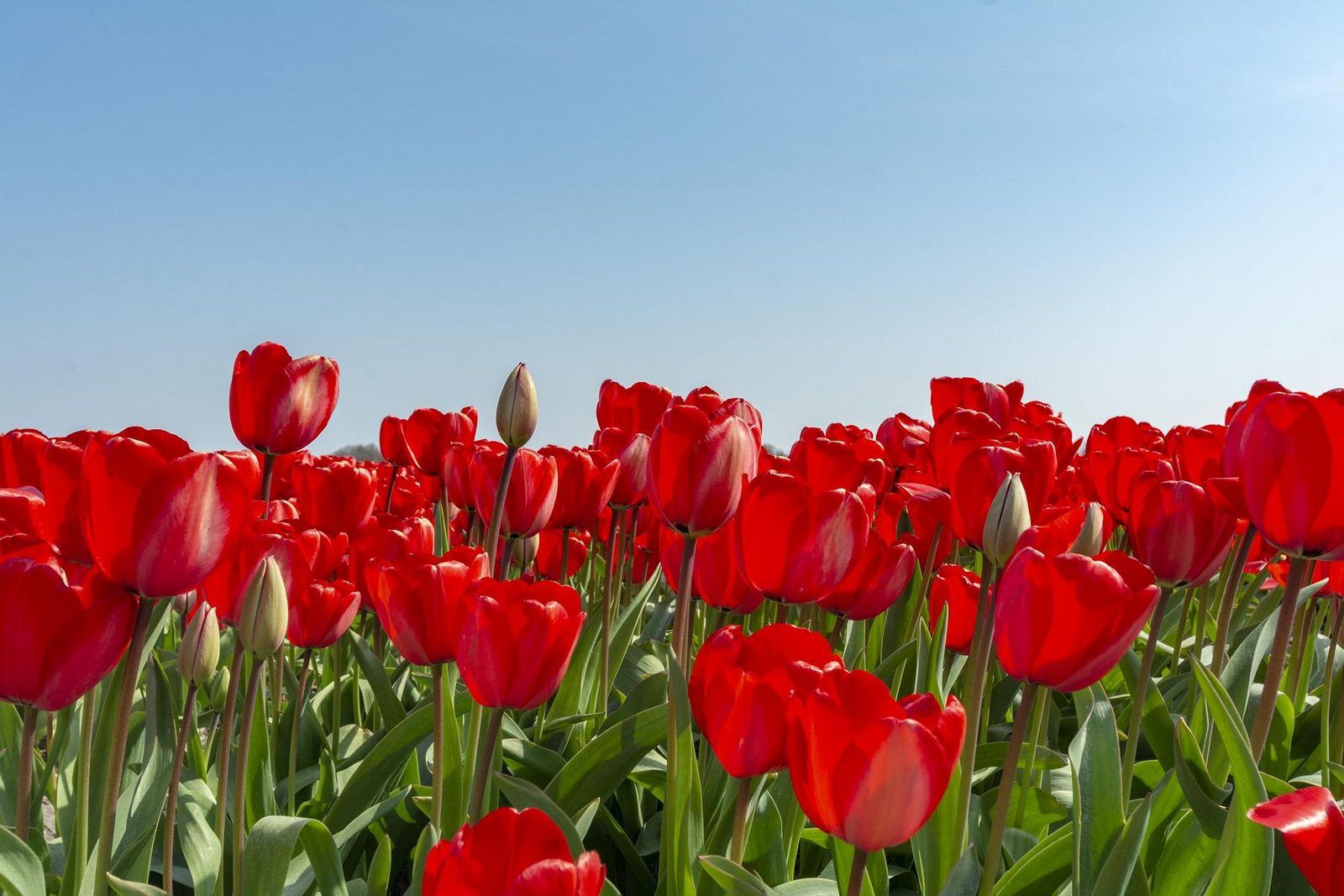 Unterkunft 4504275 - Ferienhaus Noordzeekust - Previnaireweg 34