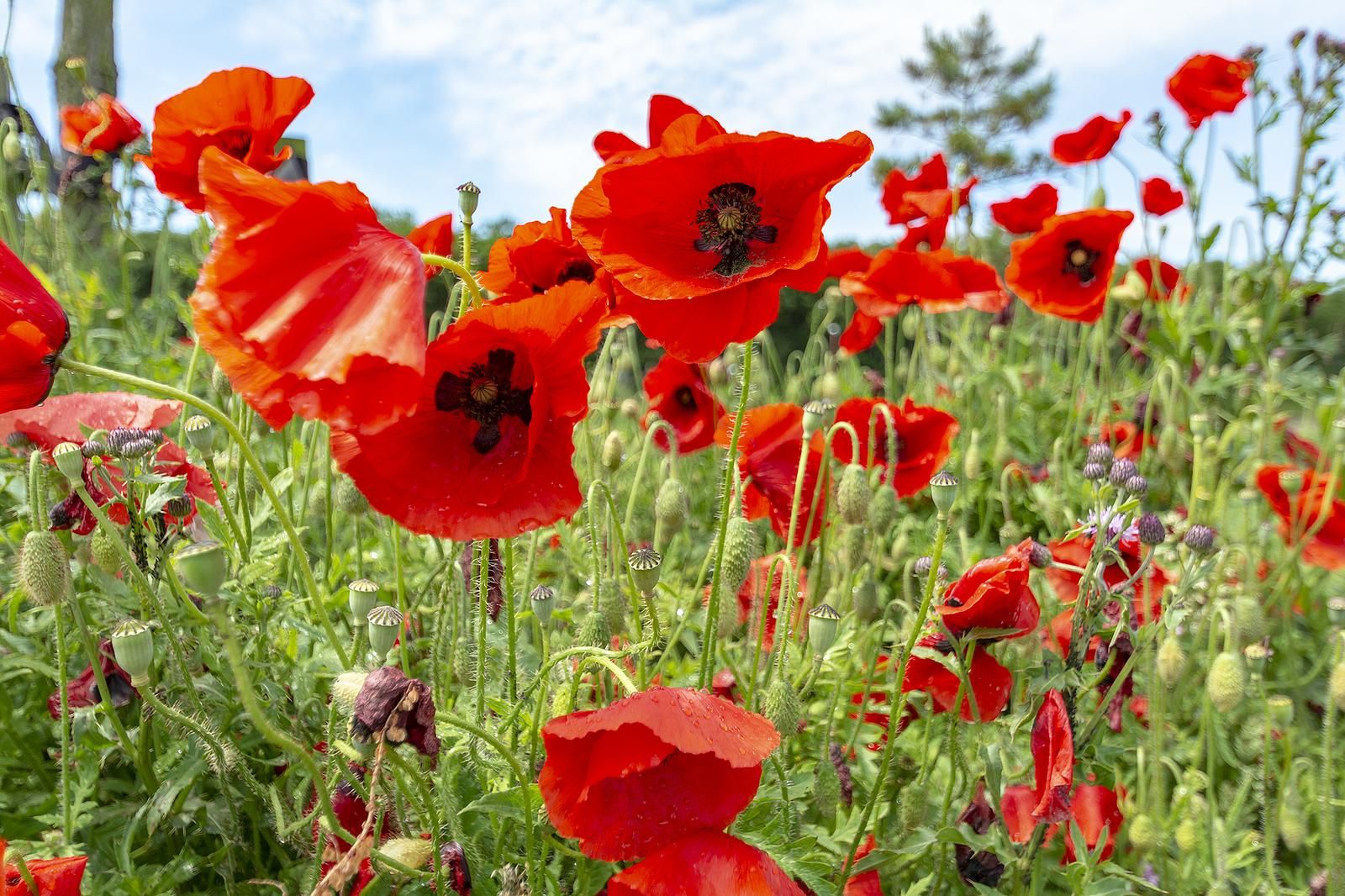 Guest house 4504280 - Holiday property Noordzeekust - Callantsduyne 22