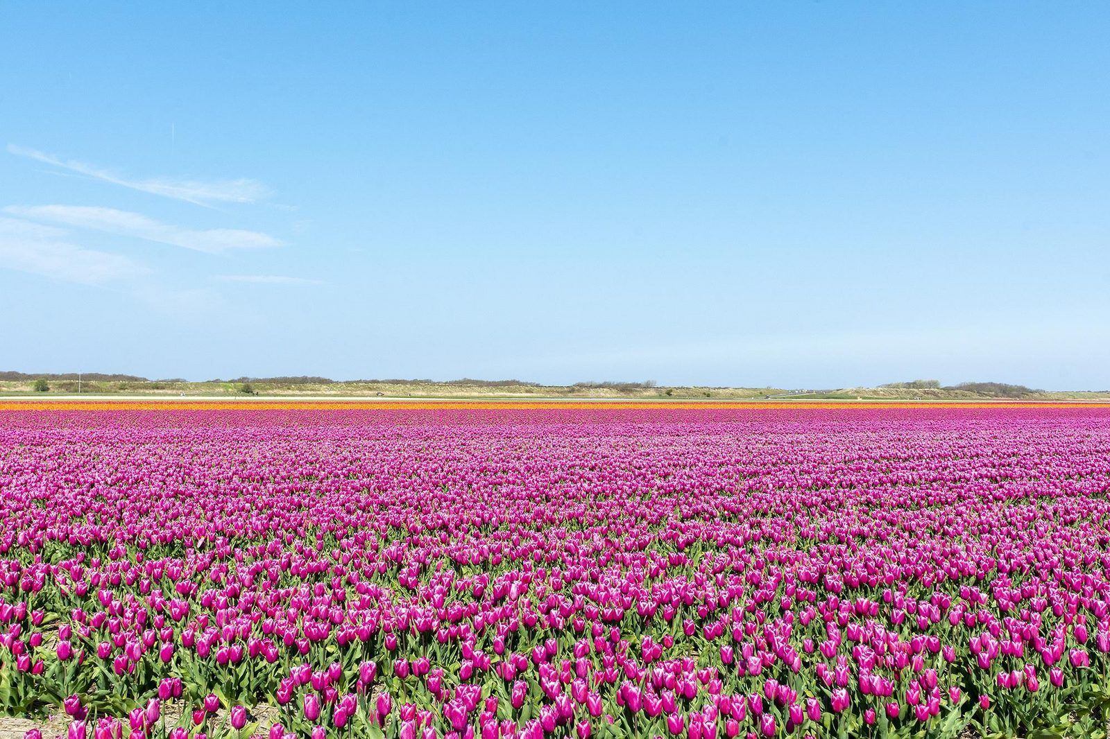 Verblijf 4504346 - Vakantiewoning Noordzeekust - Suite Duinzicht