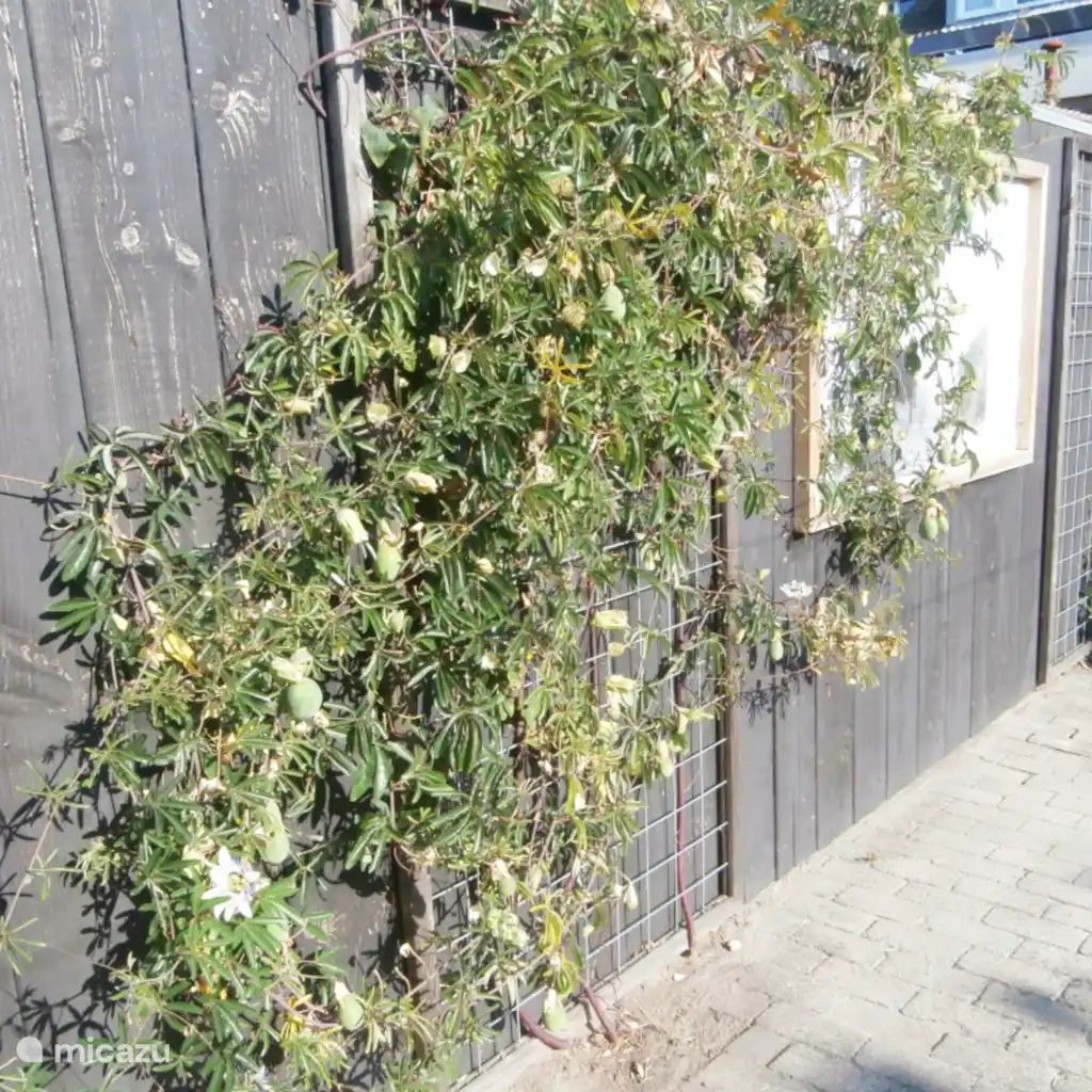Unterkunft 4504398 - Ferienhaus Noordzeekust - De Duinroos in centrum Callantsoog