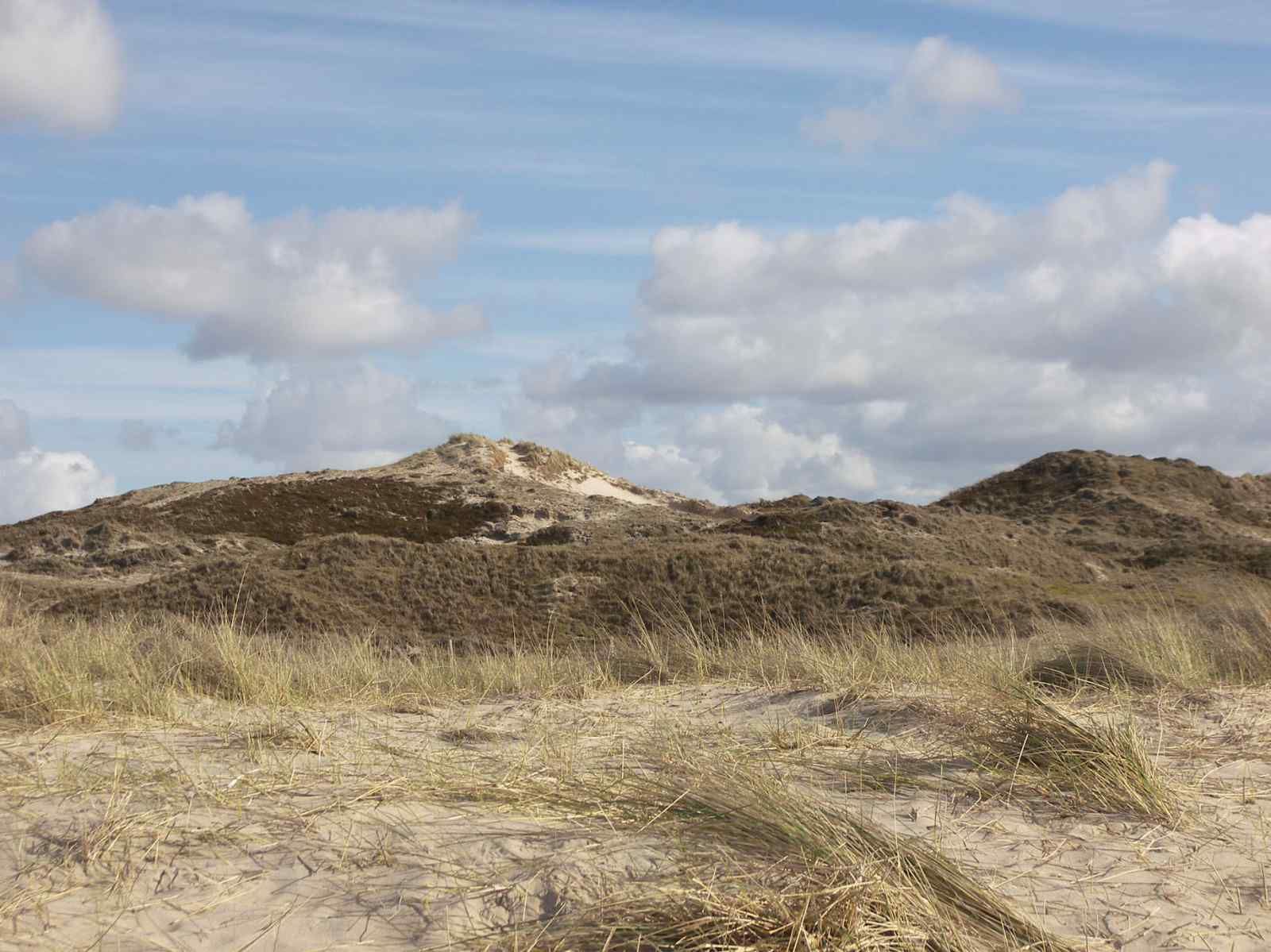 Bluehende Tulpenfelder bei NH096 Ferienhaus Callantsoog, Nordseekueste Noord-Holland