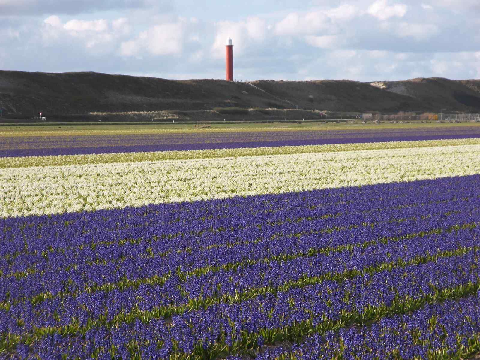 Modernes Badezimmer im NH096 Ferienhaus Callantsoog, Nordseekueste Nordholland