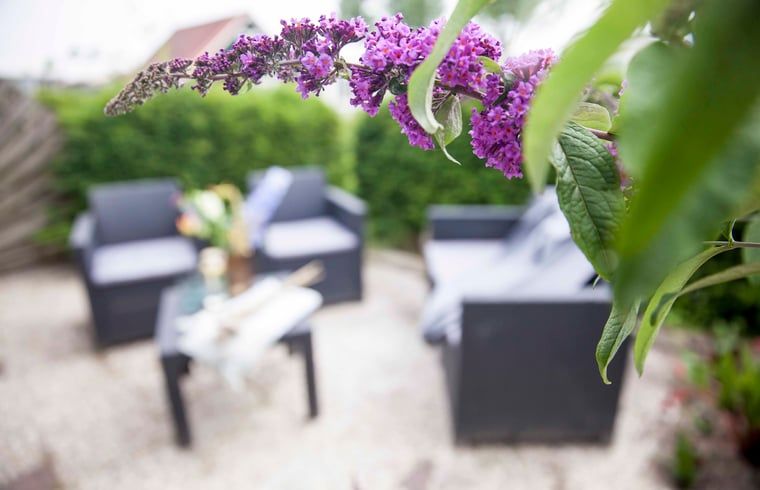 Bluehende Pflanze auf der Terrasse des Ferienhauses in Callantsoog, Nordseekueste, Nordholland.