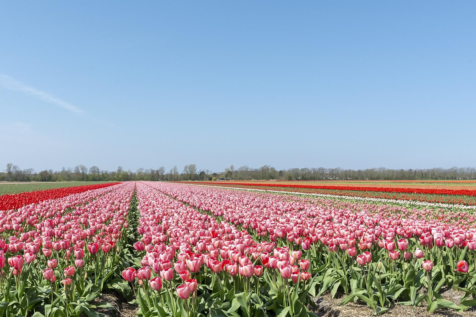 Verblijf 4504548 - Vakantiewoning Noordzeekust - Vakantiehuisje Vloed