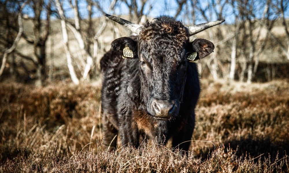Schotse hooglander in de buurt van AanNoordzee.nl, Sint Maartenszee.