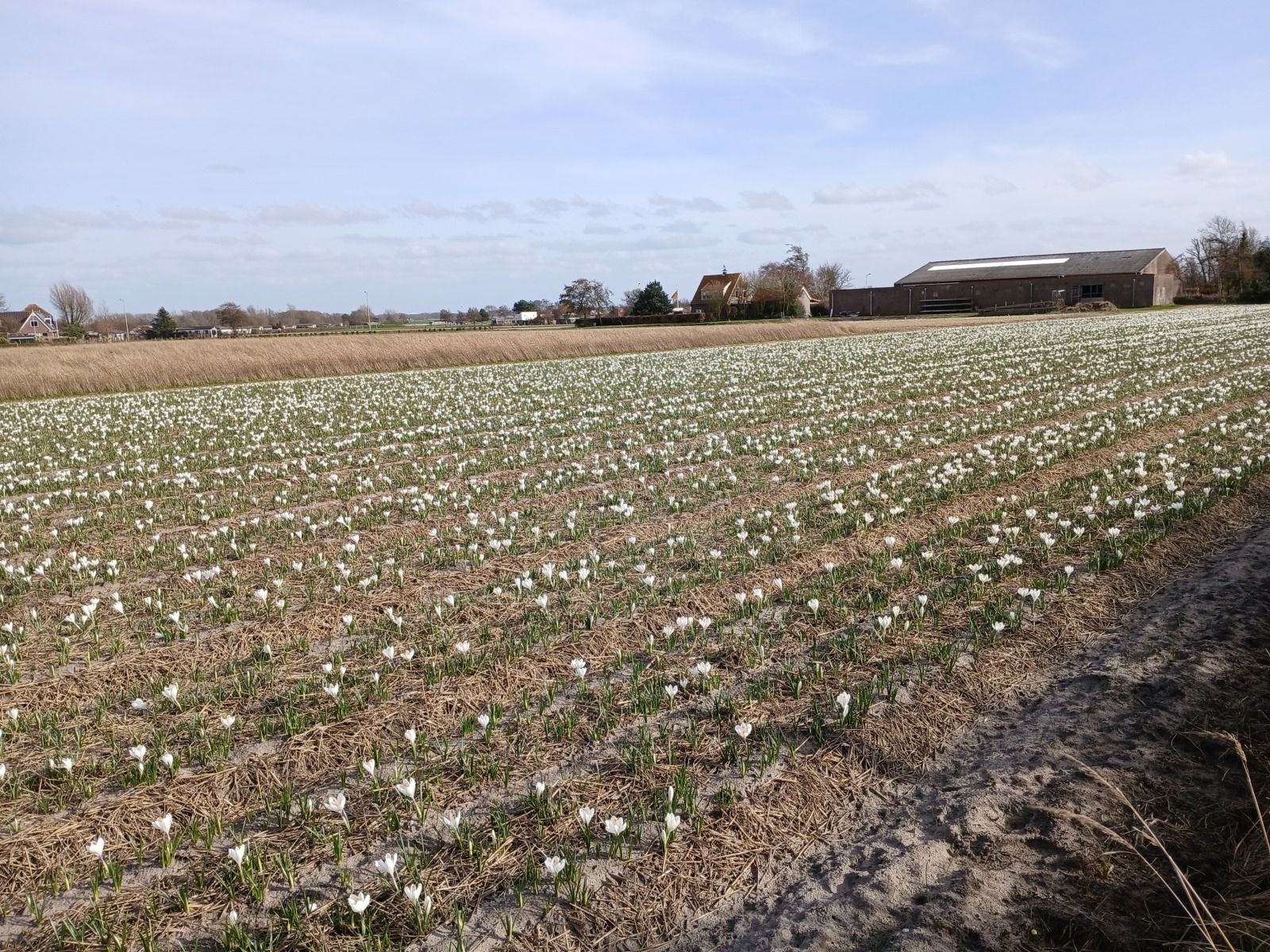 Unterkunft 451260 - Ferienhaus Noordzeekust - NH642