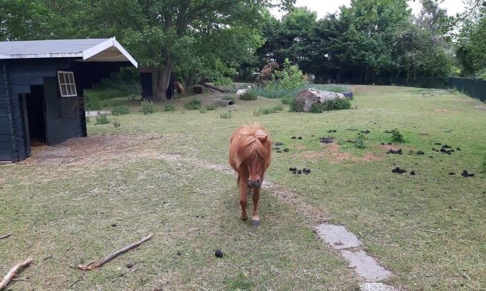 Verblijf 451749 - Vakantiewoning Noordzeekust - Rekere 111