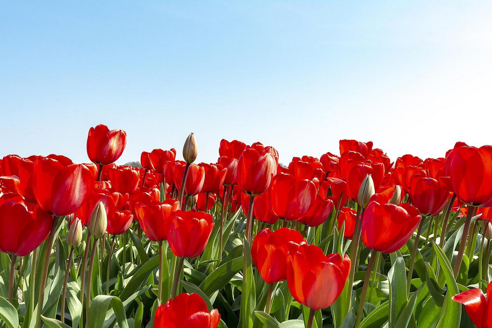Unterkunft 452707 - Ferienhaus Noordzeekust - Sandepark 66