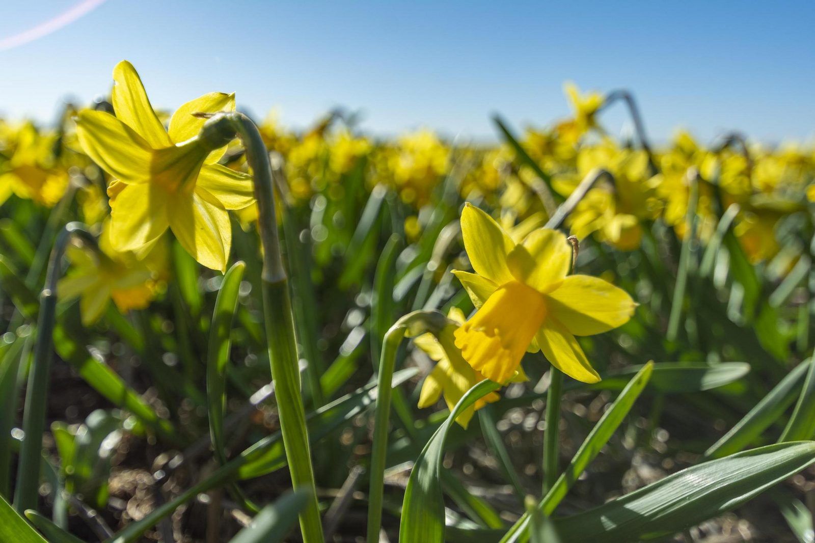 Unterkunft 452714 - Ferienhaus Noordzeekust - Strandleven 006