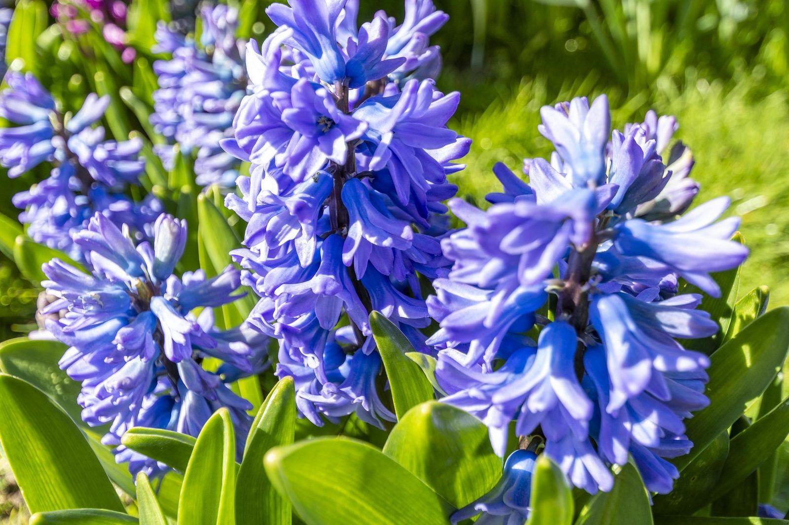 Unterkunft 452721 - Ferienhaus Noordzeekust - Sandepark 165