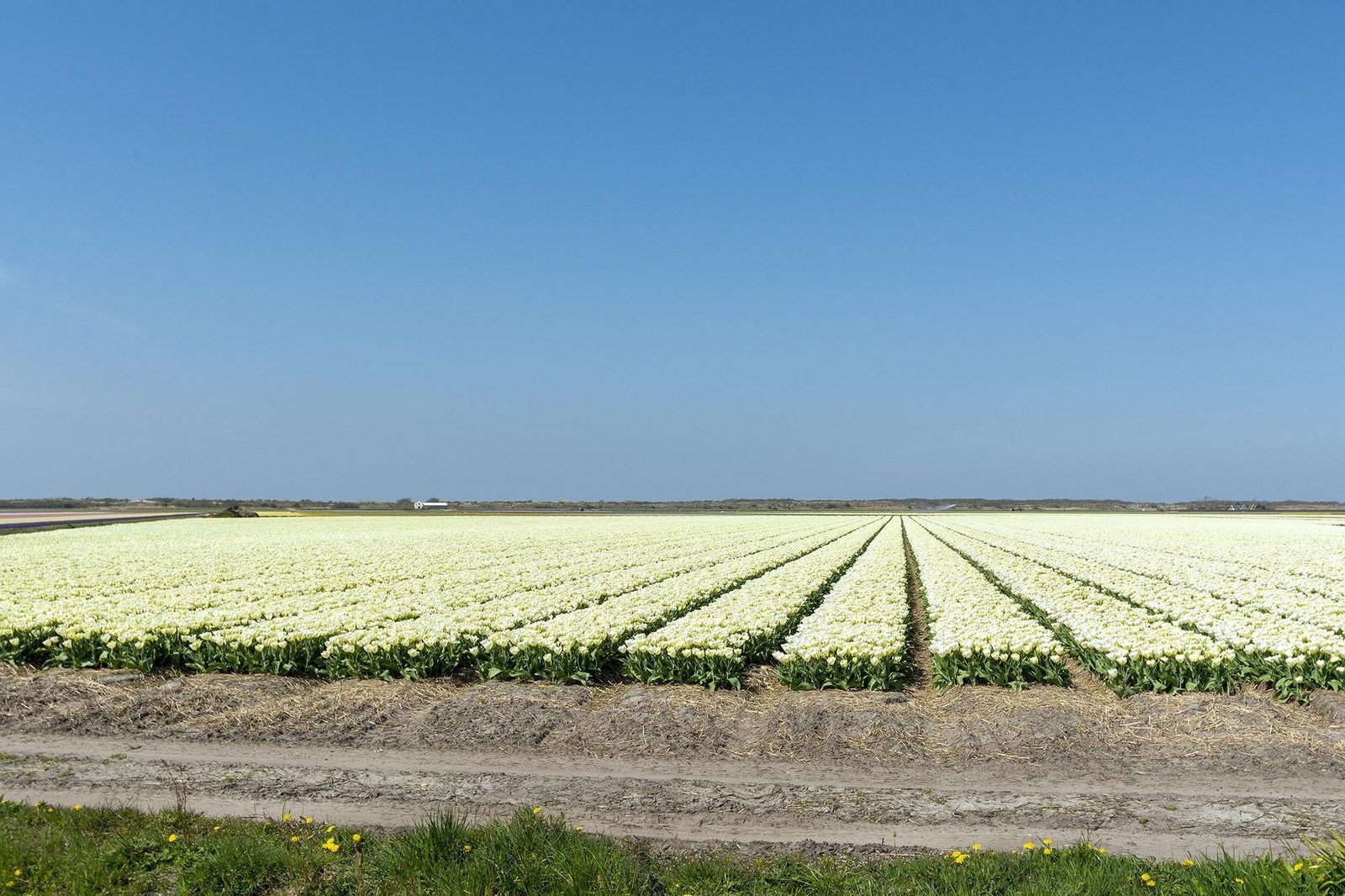 Guest house 452724 - Holiday property Noordzeekust - Sandepark 93