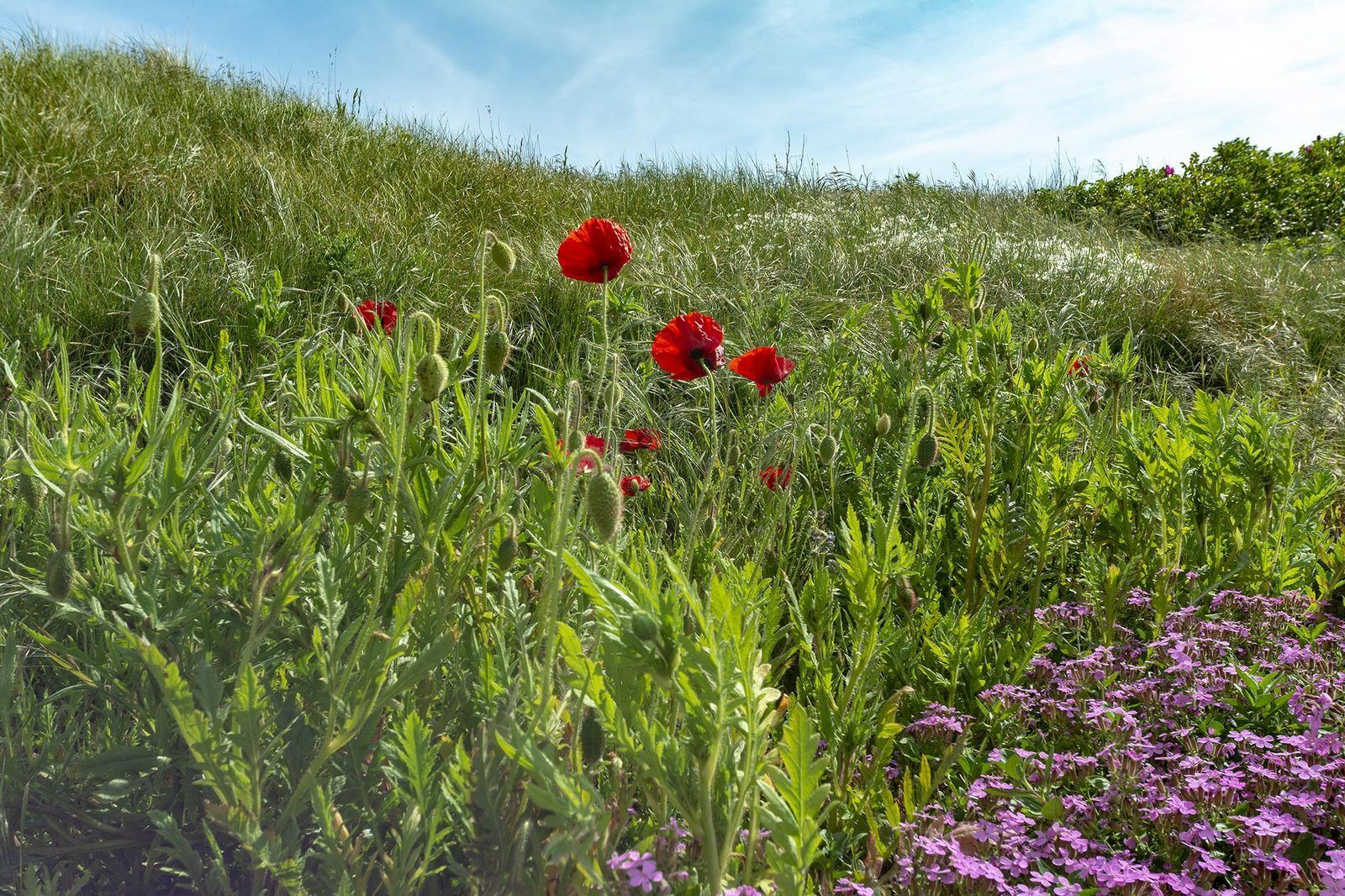 Guest house 452726 - Holiday property Noordzeekust - Strandleven 103