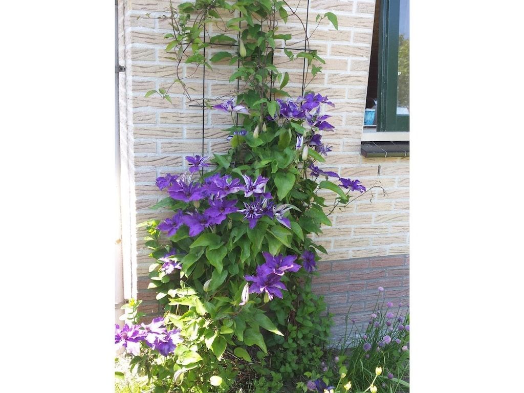 Guest house 452948 - Holiday property Noordzeekust - 140019
