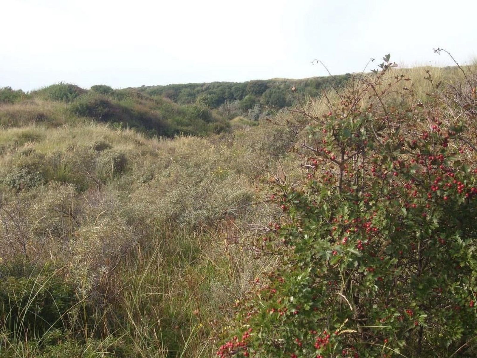 Verblijf 453311 - Vakantiewoning Noordzeekust - Vakantiehuis Strandhaus direkt am Meer