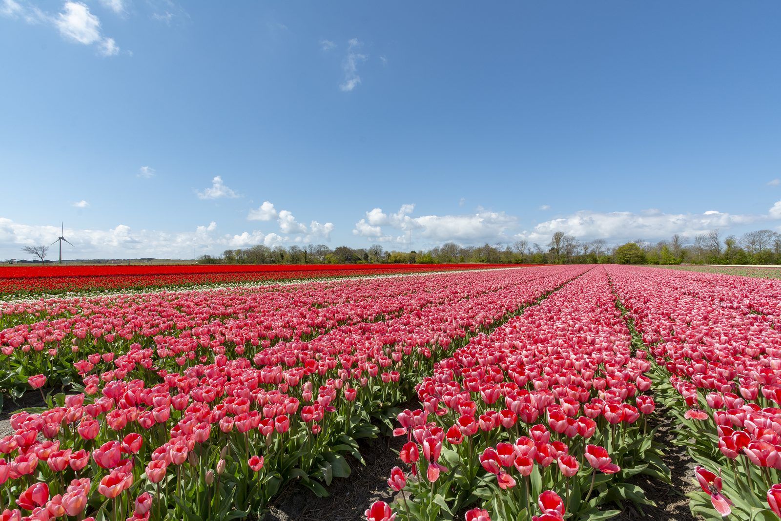 Guest house 453744 - Holiday property Noordzeekust - Beach Bungalow Sint aan Zee