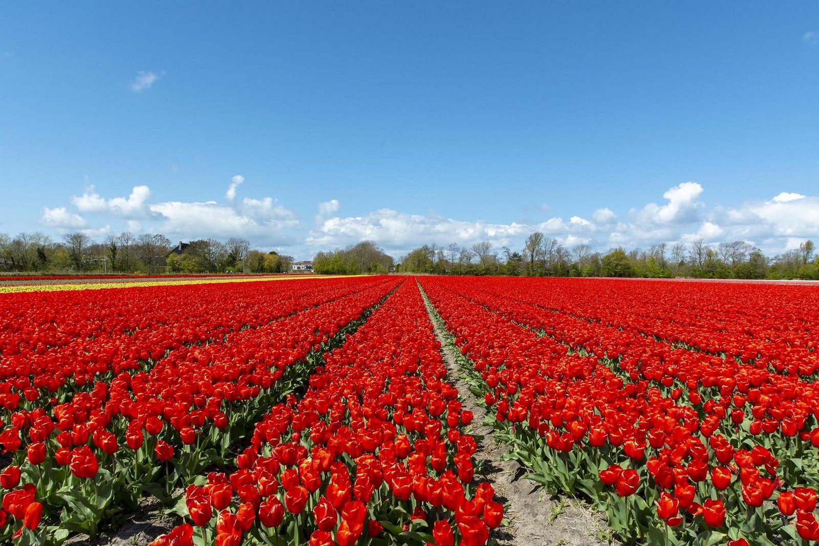 Guest house 453745 - Holiday property Noordzeekust - Strandhuis Uitwaayer