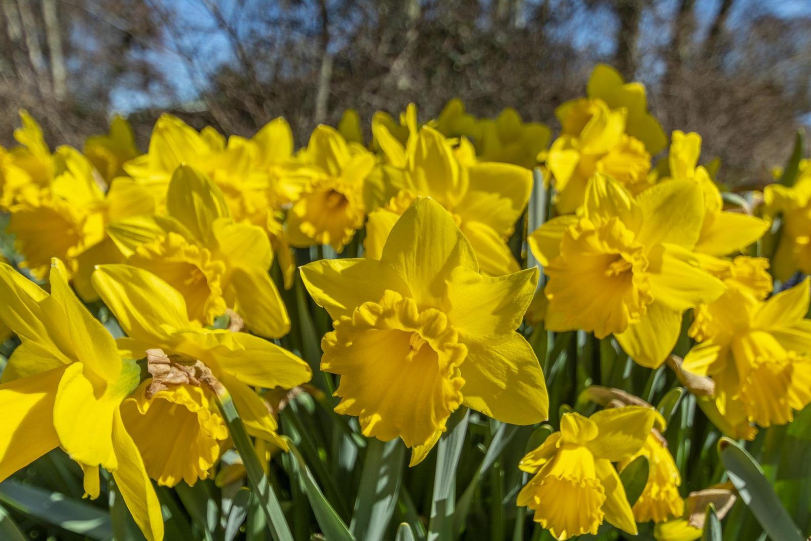 Guest house 454021 - Holiday property Noordzeekust - Ooghduyne 187