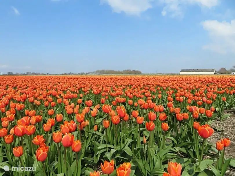 Unterkunft 4540236 - Bungalow Noordzeekust - Strandparel 81 Julianadorp aan Zee