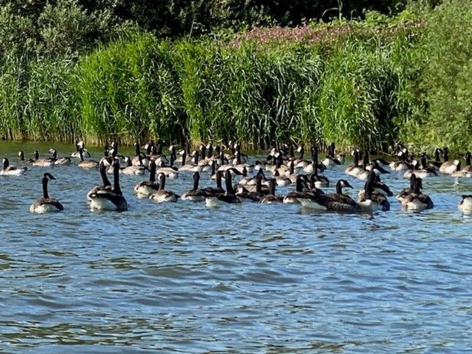 Verblijf 460132 - Appartement IJsselmeerkust - Appartement Tami