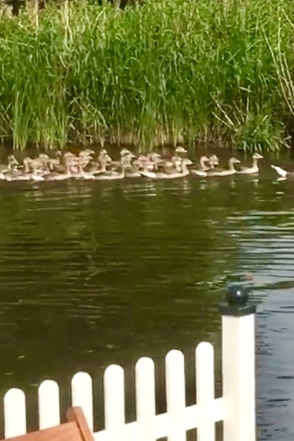 Verblijf 460139 - Vakantiewoning IJsselmeerkust - Vakantiehuis in Wervershoof mit Terrasse und Garten