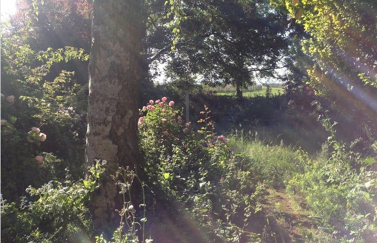 Zonnige tuin van Vakantiehuis in Edam, perfect voor natuurliefhebbers in Noord-Holland.