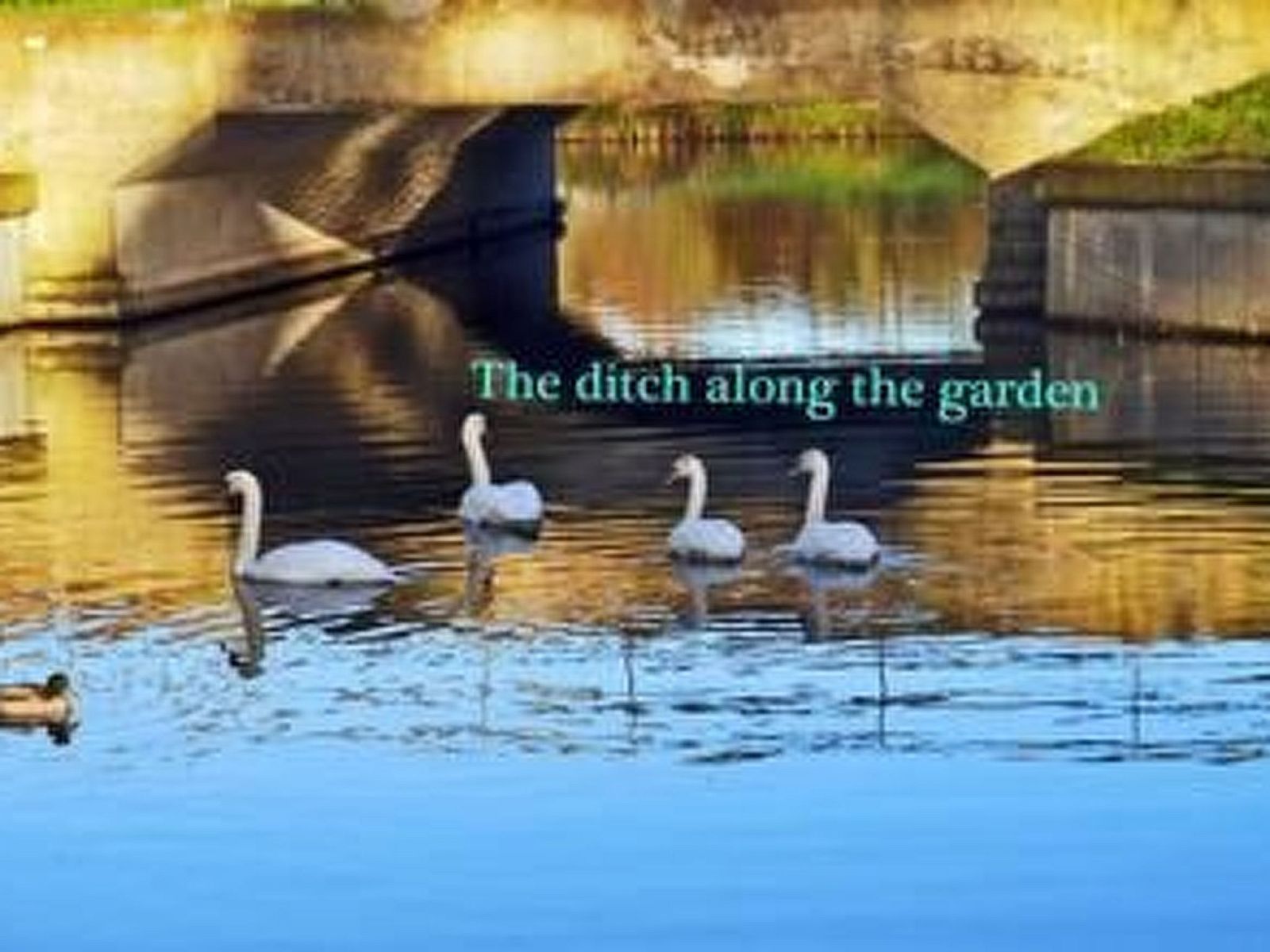 Unterkunft 462509 - Ferienhaus IJsselmeerkust - Vakantiehuis Markermeerlogies