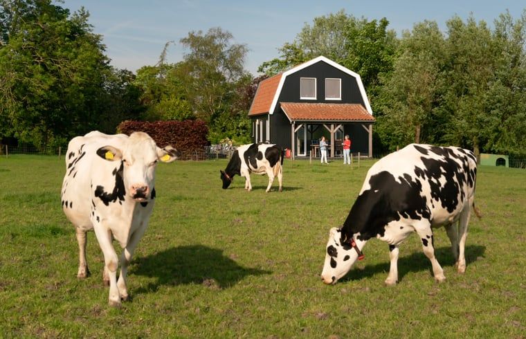 Geniessen Sie den laendlichen Charme im Ferienhaus in Schellinkhout, umgeben von grasenden Kuehen in der gruenen Landschaft der IJsselmeerkueste.