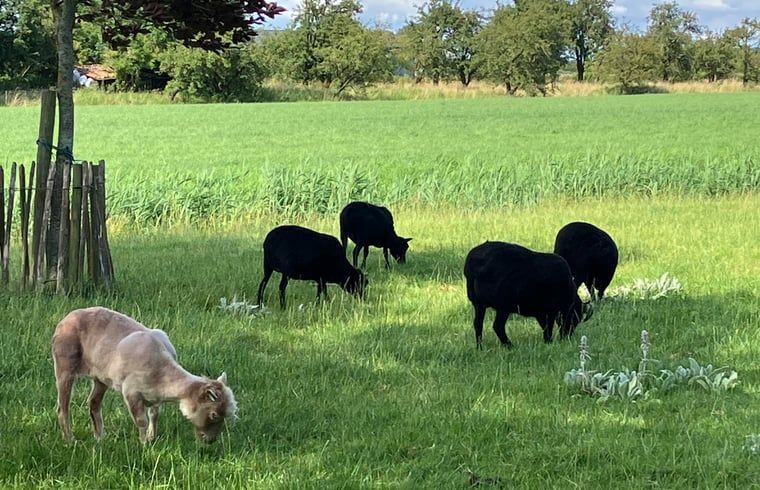 Entdecken Sie die rustikale Umgebung des Ferienhauses in Schellinkhout, wo Schafe friedlich in der weiten Landschaft Nordhollands grasen.