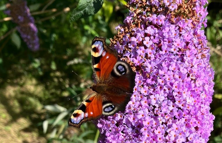 Unterkunft 462810 - Ferienhaus IJsselmeerkust - Vakantiehuisje in Schellinkhout
