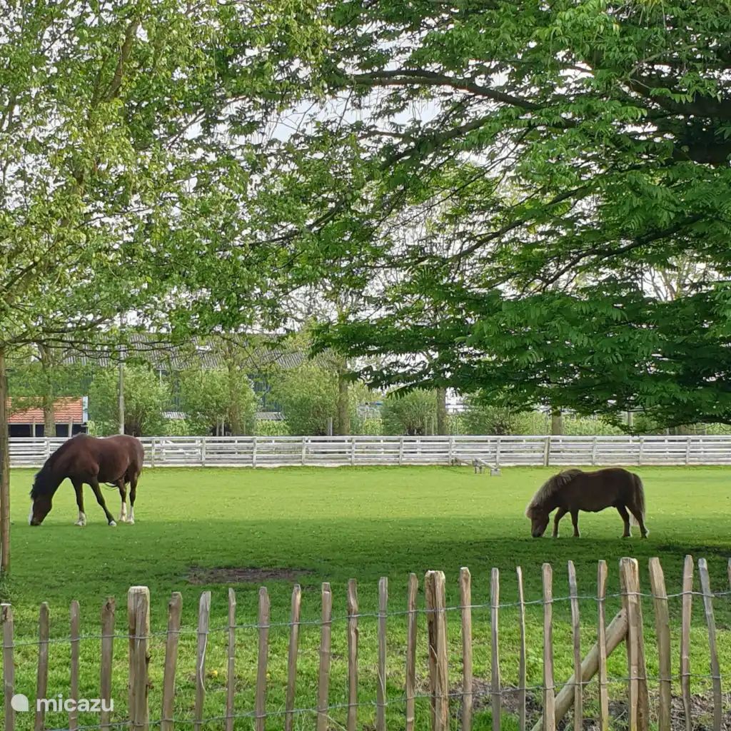 Guest house 462811 - Holiday property IJsselmeerkust - Guesthouse 10