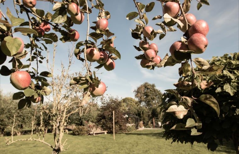 Geniessen Sie den Obstgarten bei Huisje in Benningbroek, einem Ferienhaus in der Natur an der Kueste des IJsselmeers in Nordholland.