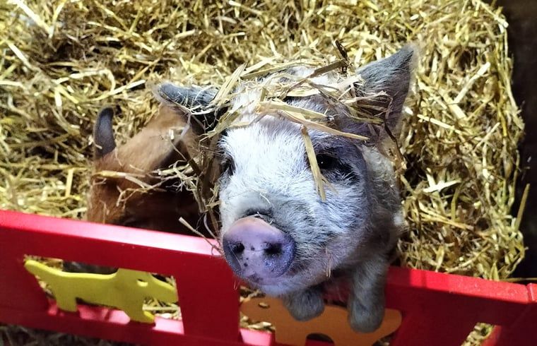 Gemuetlicher Bauernhof in Huisje in Kwadijk, Ferienhaus in Kwadijk, IJsselmeerkueste, Nordholland, ideal fuer ein laendliches Erlebnis.