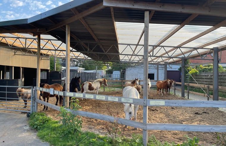Ferienhaus in Kwadijk mit Pferdestall, gelegen in der laendlichen Umgebung der IJsselmeerkueste, Nordholland.