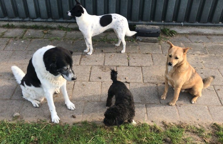 Unterkunft 463901 - Ferienhaus IJsselmeerkust - Huisje in Kwadijk
