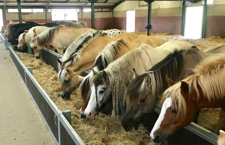 Unterkunft 463901 - Ferienhaus IJsselmeerkust - Huisje in Kwadijk