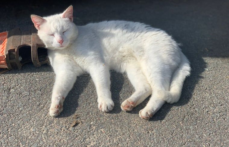 Unterkunft 463901 - Ferienhaus IJsselmeerkust - Huisje in Kwadijk