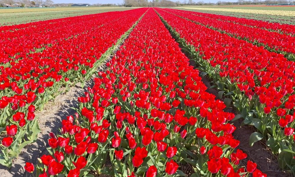 Unterkunft 480171 - Ferienhaus Noordzeekust - Vakantiehuisje Maike - knus met open haard