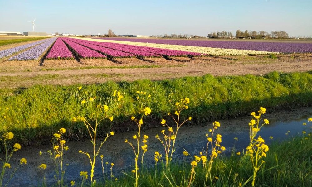 Guest house 480178 - Apartment Noord-Holland noord - 't Koedijker Nest