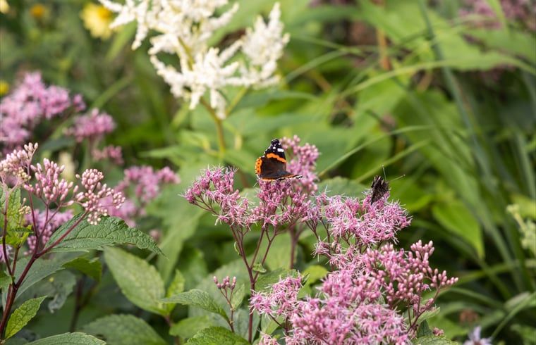 Guest house 480705 - Holiday property Noord-Holland noord - Vakantiehuisje in Barsingerhorn