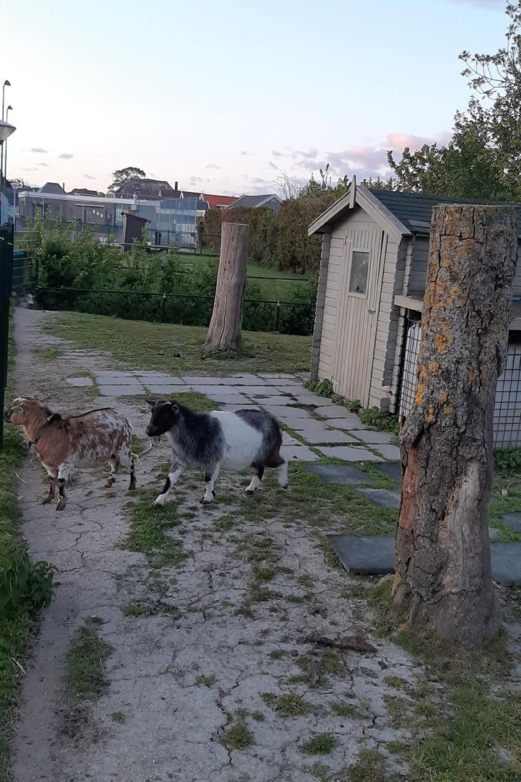 Unterkunft 482018 - Ferienhaus Noord-Holland noord - Vakantiehuis Haus Meeresbrise