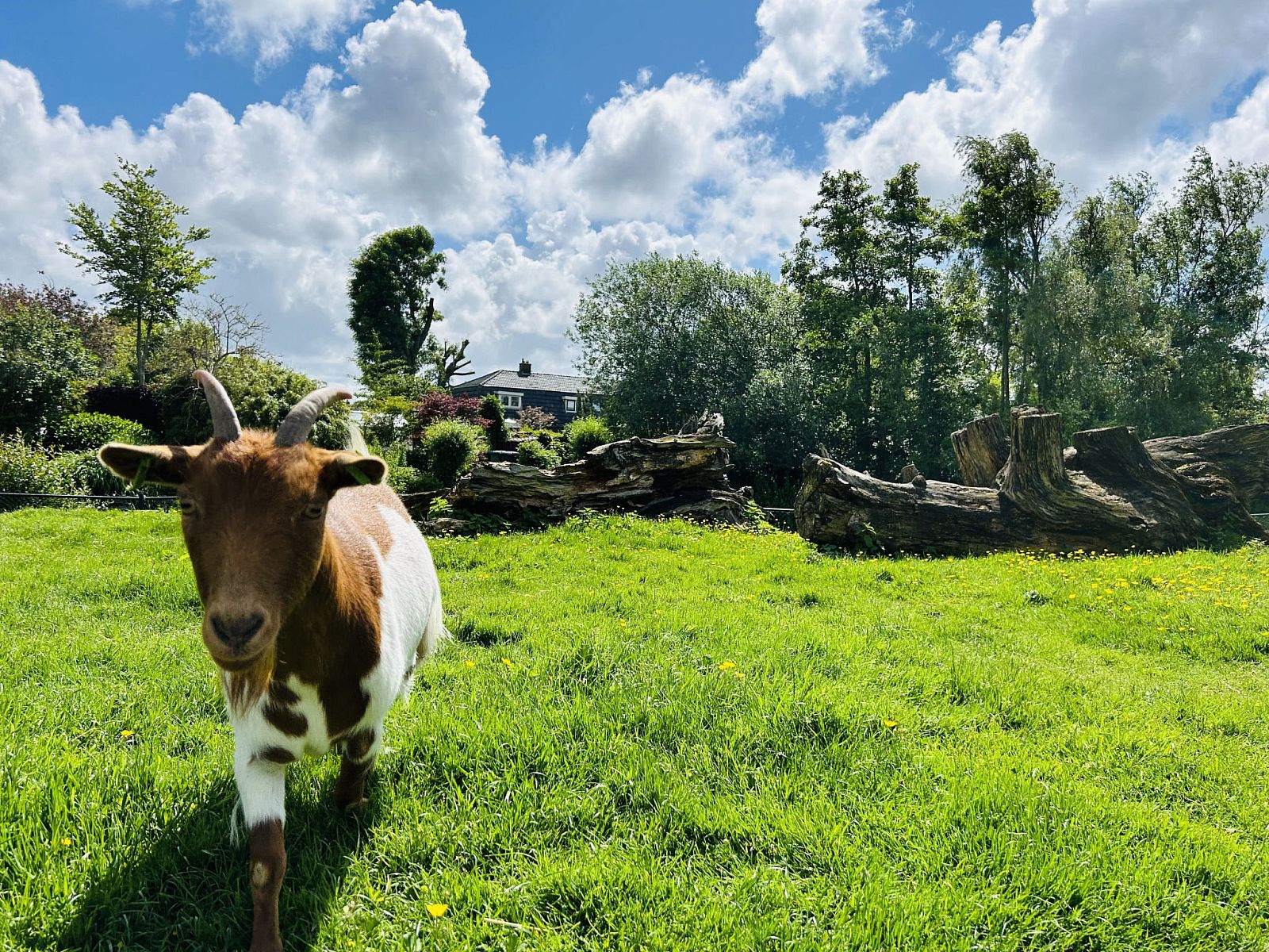 Unterkunft 482023 - Ferienhaus Noord-Holland noord - Vakantiehuis Bungalowpark de Horn - Floresta 215