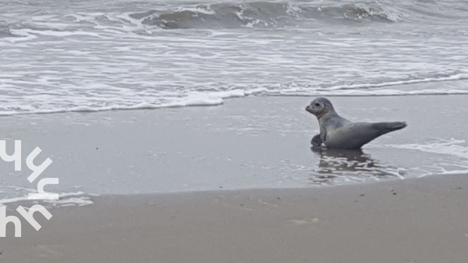 Blick auf die Kuestenlinie in der Naehe des Ferienhauses NH392 in Schoorl, Nordholland.