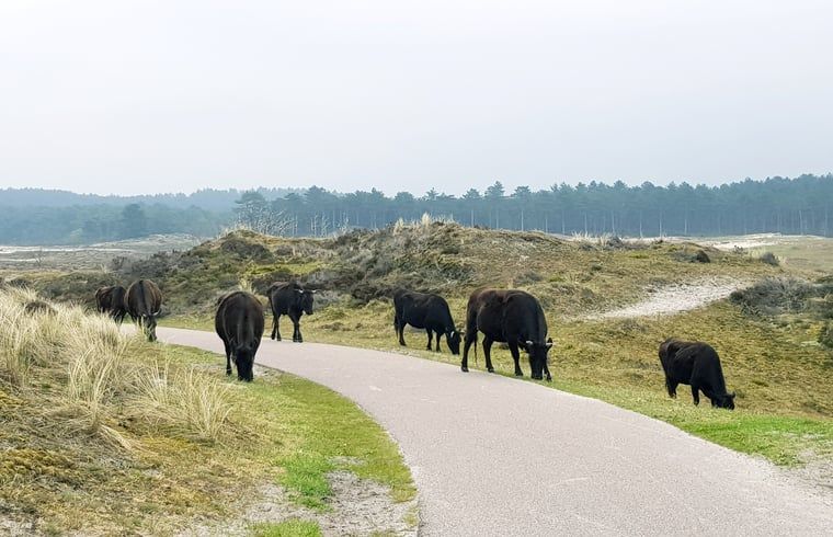 Guest house 4842100 - Holiday property Noord-Holland noord - Vakantiehuisje in Schoorl