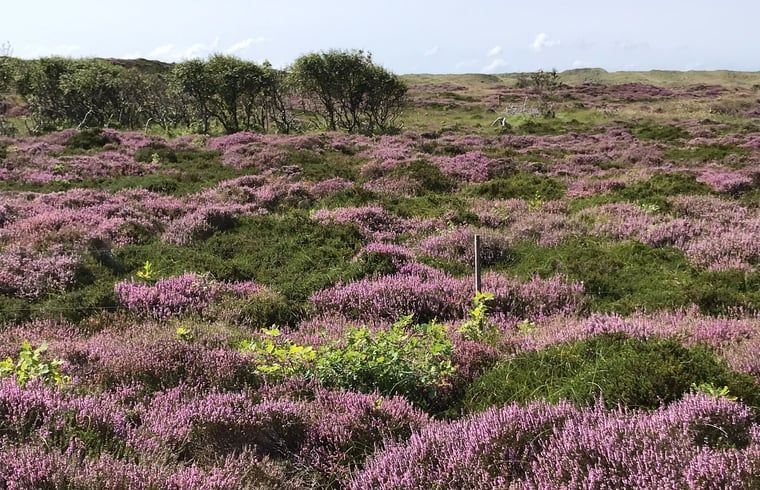 Guest house 4842107 - Holiday property Noord-Holland noord - Huisje in Schoorl