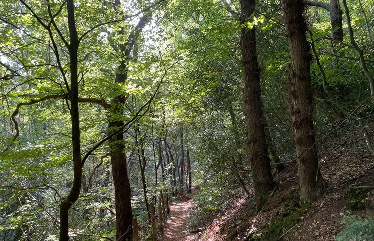 Waldspaziergang in der Naehe des Ferienhauses in Schoorl, Nordholland Nord, Nordholland, mit ruhiger Natur.