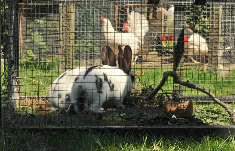 Guest house 484285 - Holiday property Noord-Holland noord - Vakantiehuis in Schoorl