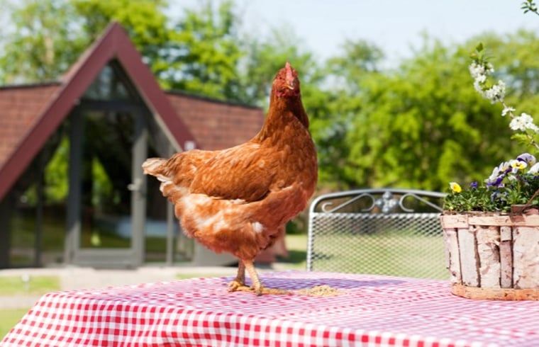 Ein Huhn auf einem Tisch im Ferienhaus in Aartswoud, Nordholland, geniesst den laendlichen Charme.