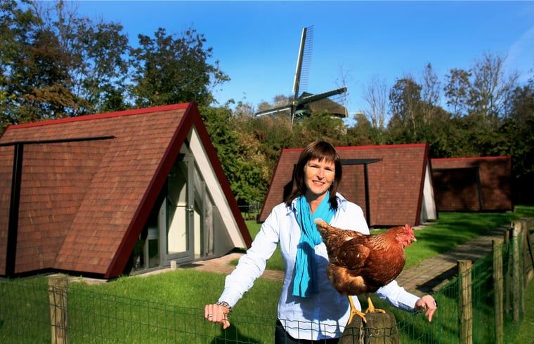 Gast mit Huhn in der Huette in Aartswoud, mit der beruehmten Muehle im Hintergrund.