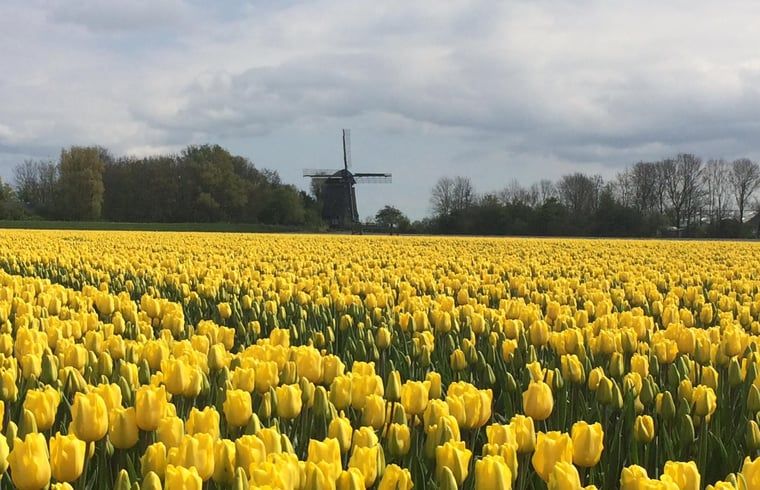 Felder mit gelben Tulpen in der Naehe des Ferienhauses in Aartswoud, Nordholland.